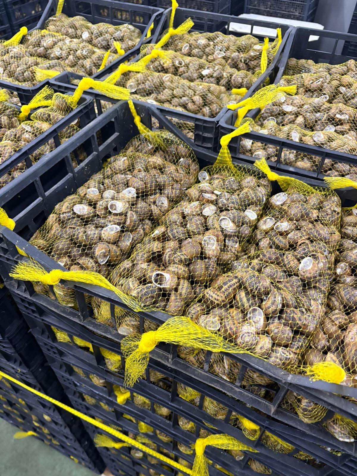 Caracol vivo Helix Aspersa Müller preparado para distribución