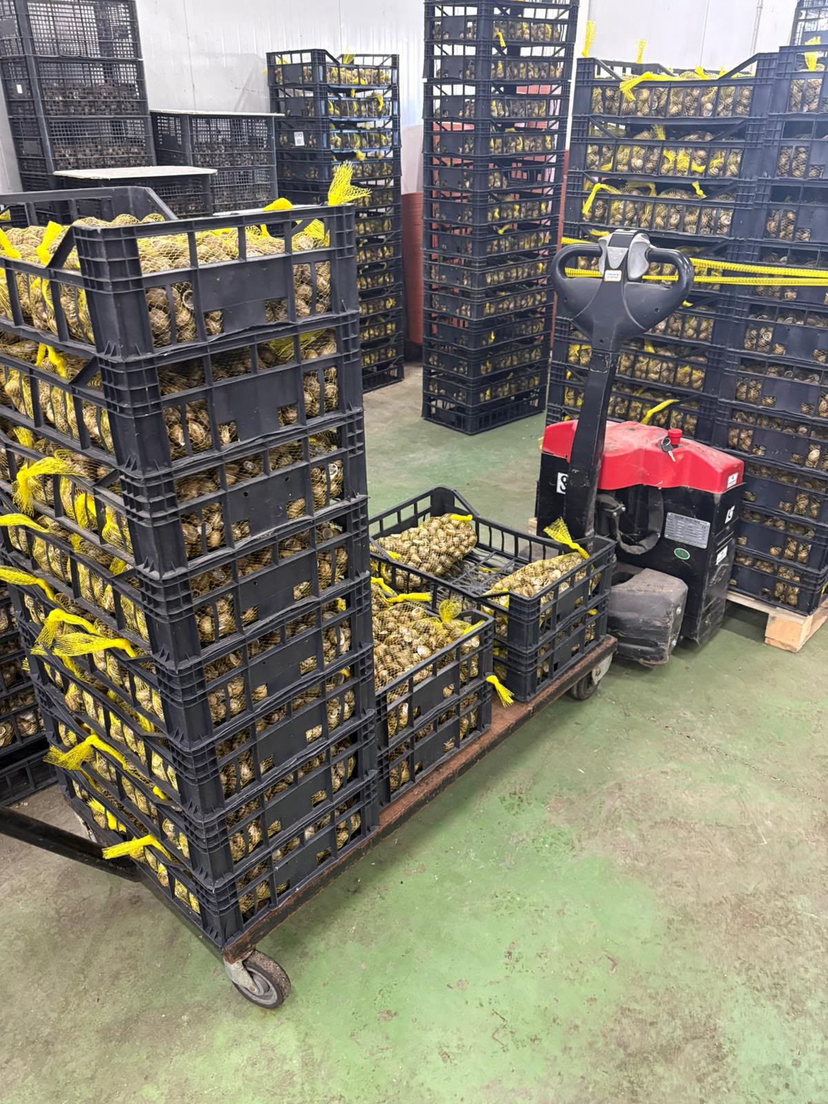 Instalaciones para la preparación de caracol vivo