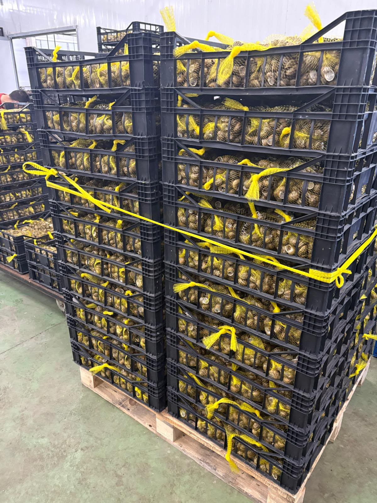 Cajas ventiladas con caracol vivo