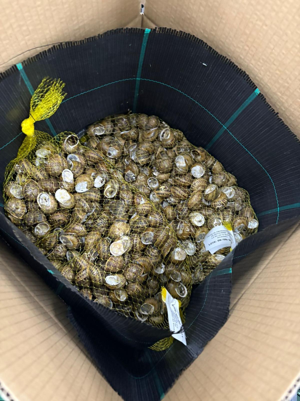Caracol vivo en embalaje de muestra